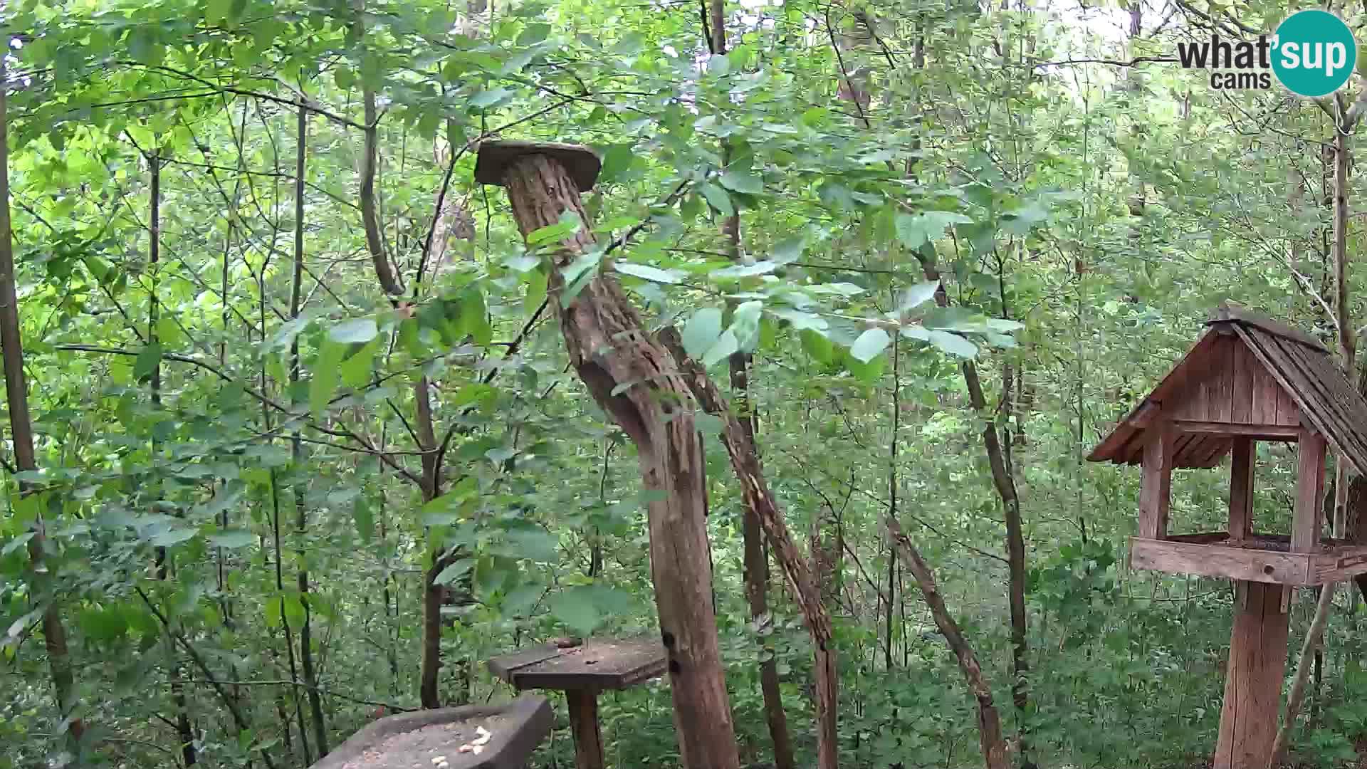 Mangiatoie per uccelli allo ZOO di Lubiana livecam