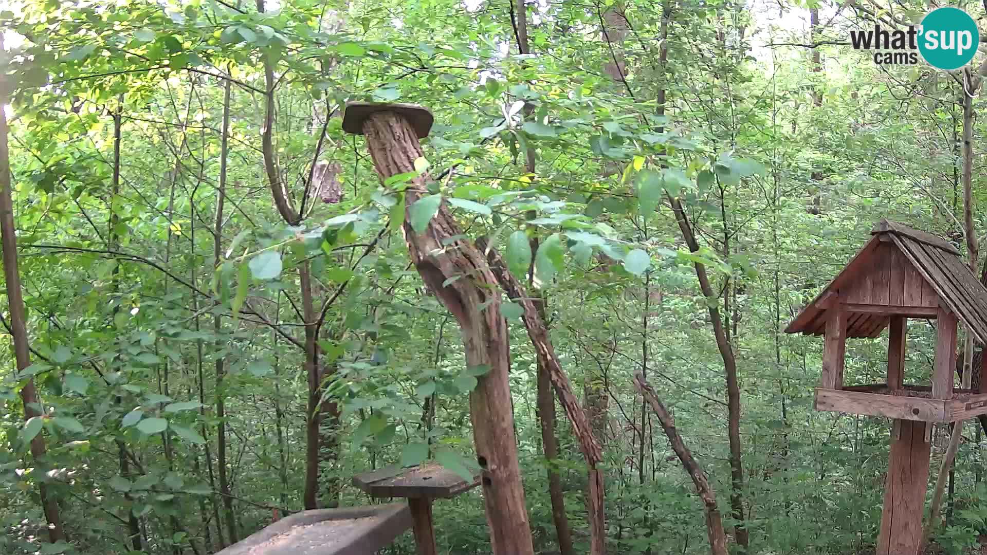 Mangiatoie per uccelli allo ZOO di Lubiana livecam