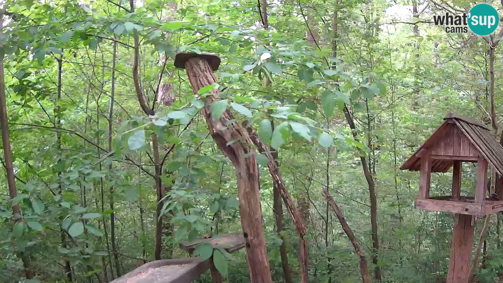 Mangeoires pour oiseaux au ZOO live webcam Ljubljana