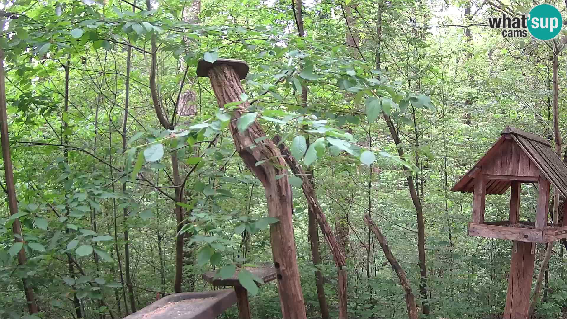 Bird feeders at ZOO Ljubljana webcam