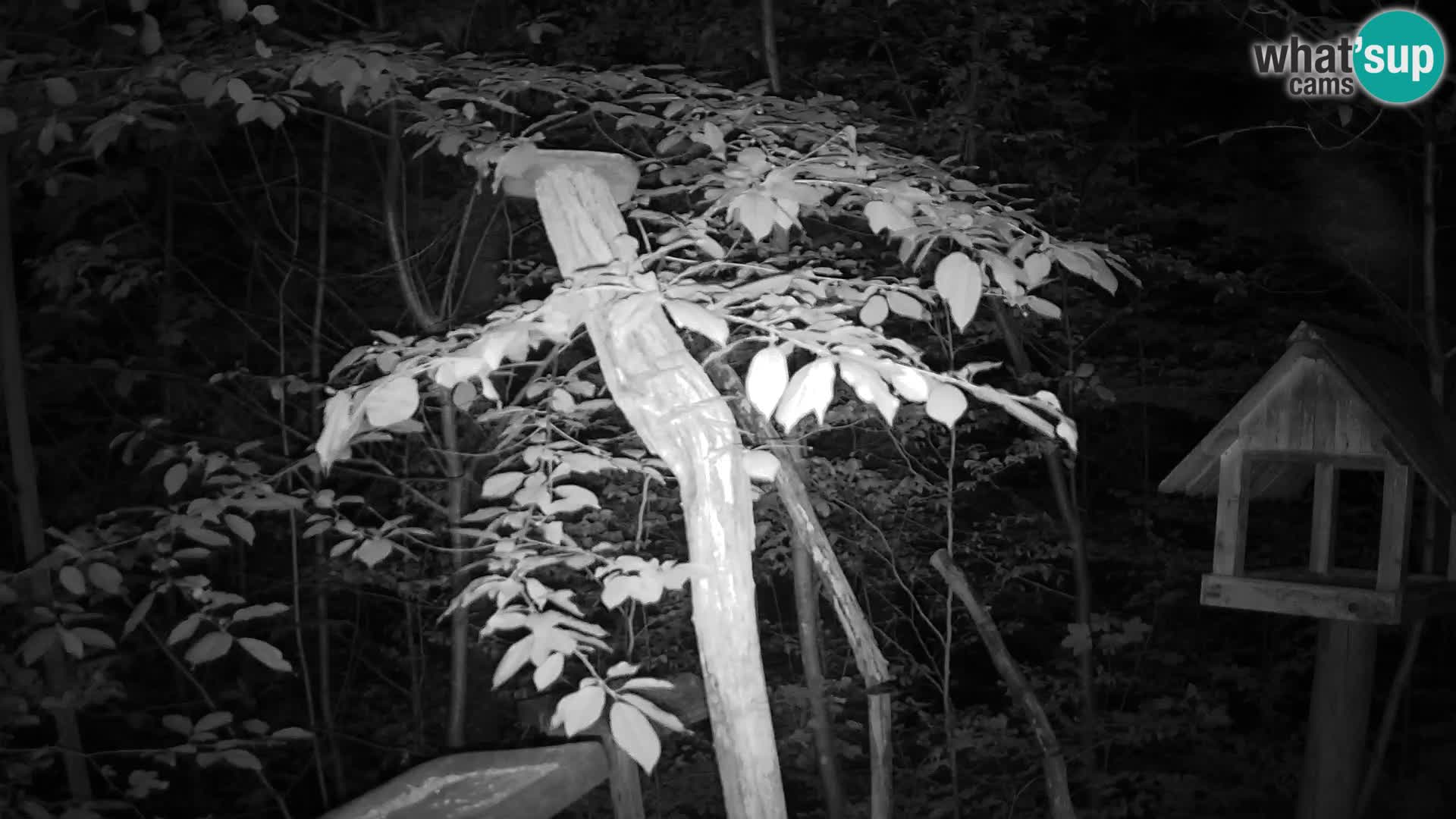 Bird feeders at ZOO Ljubljana webcam