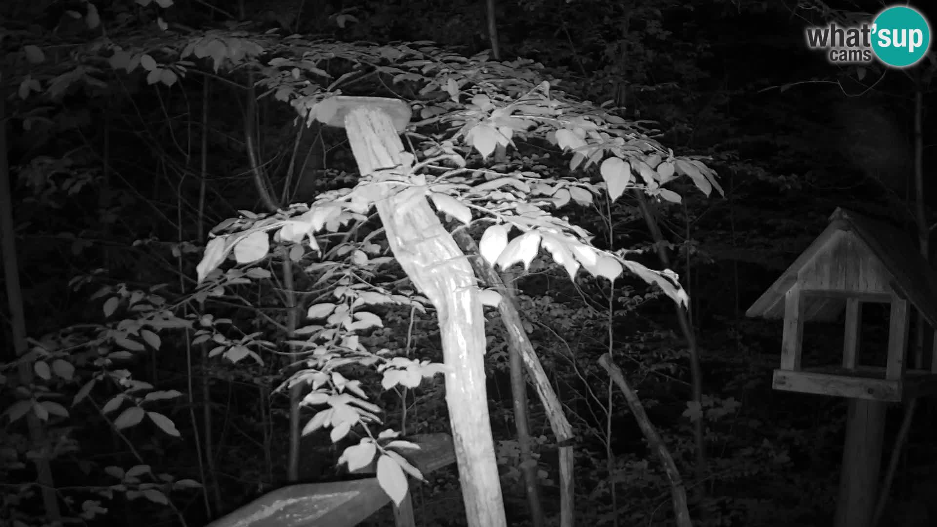 Vogelfutterhäuschen im ZOO webcam Ljubljana