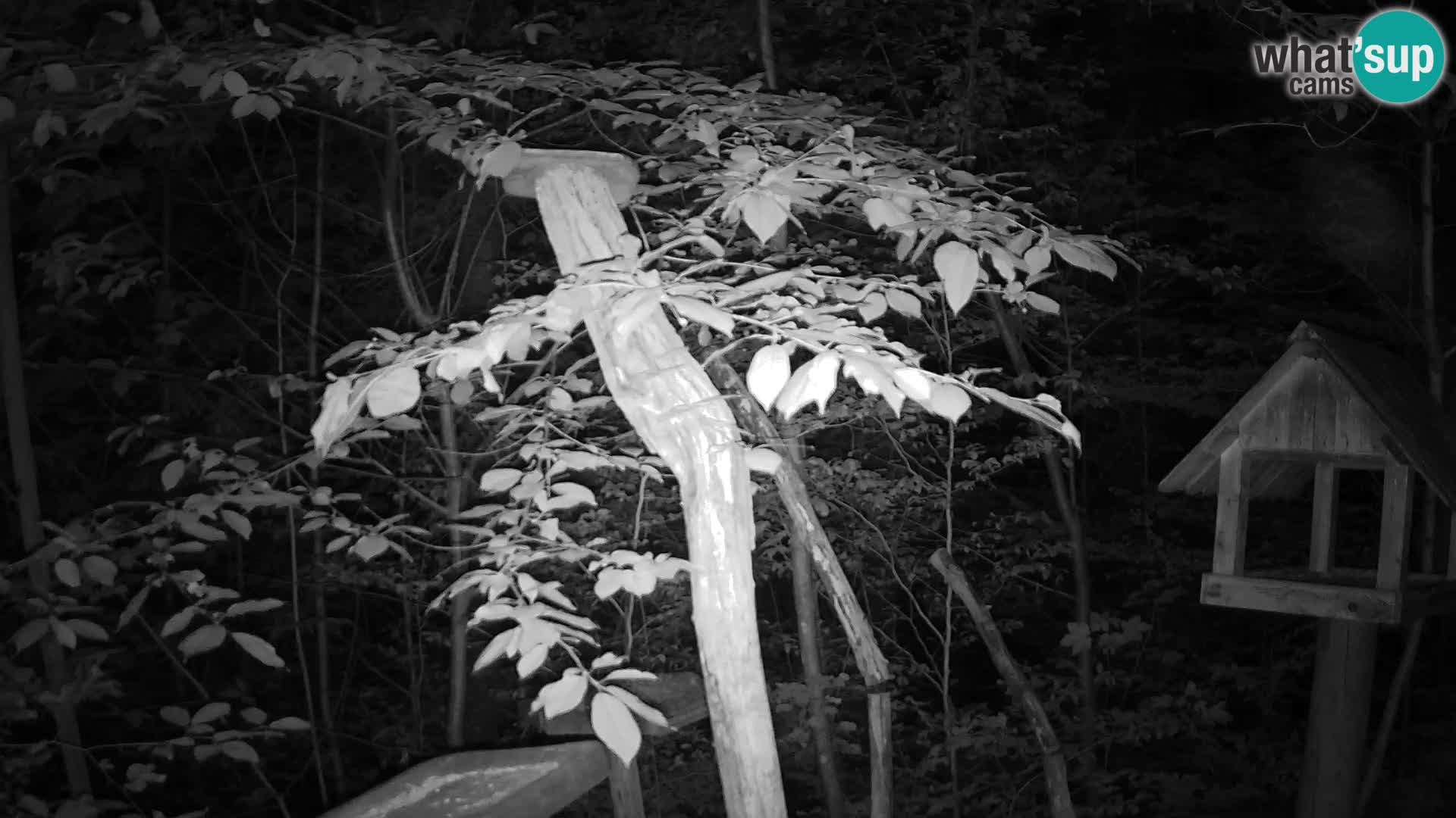 Mangiatoie per uccelli allo ZOO di Lubiana livecam