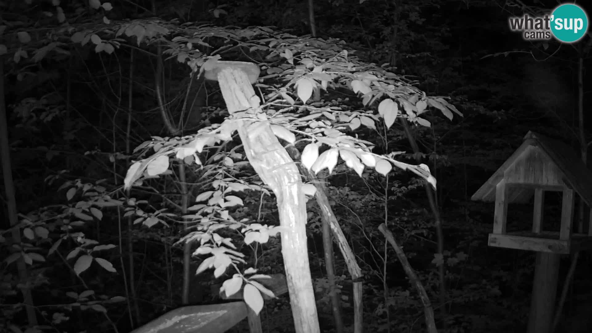 Mangiatoie per uccelli allo ZOO di Lubiana livecam