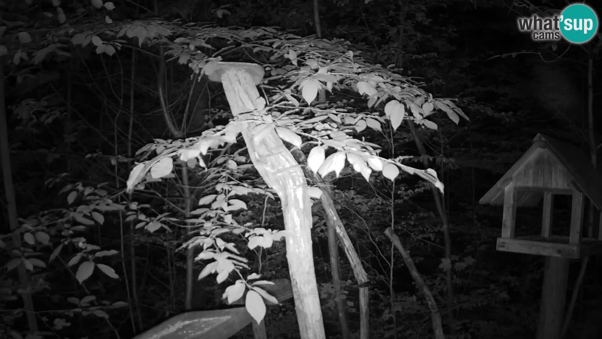 Bird feeders at ZOO Ljubljana webcam