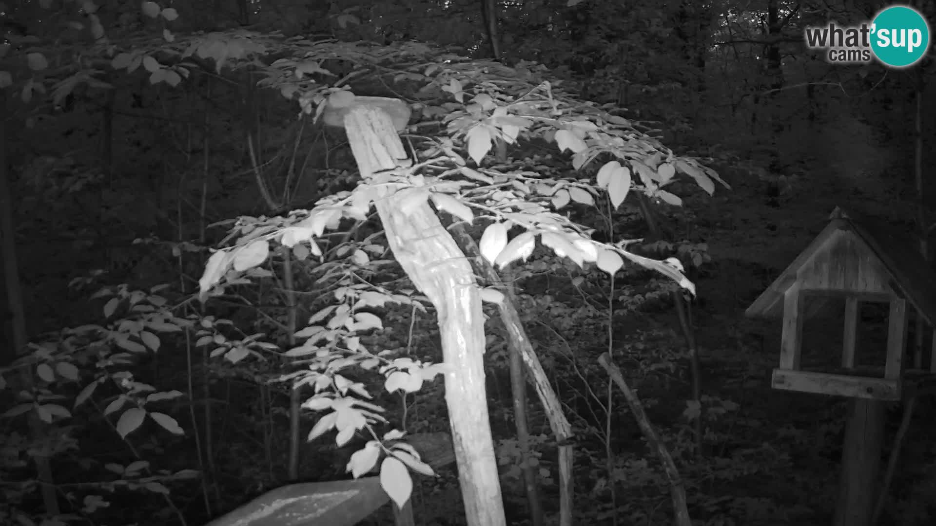 Vogelfutterhäuschen im ZOO webcam Ljubljana
