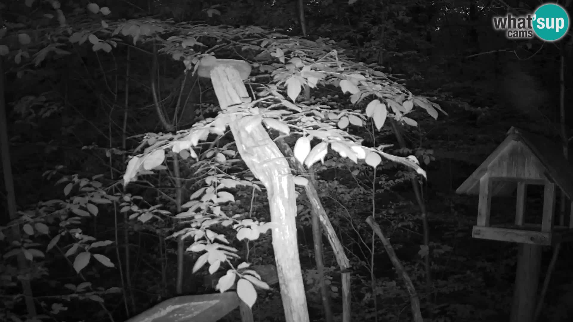 Mangiatoie per uccelli allo ZOO di Lubiana livecam