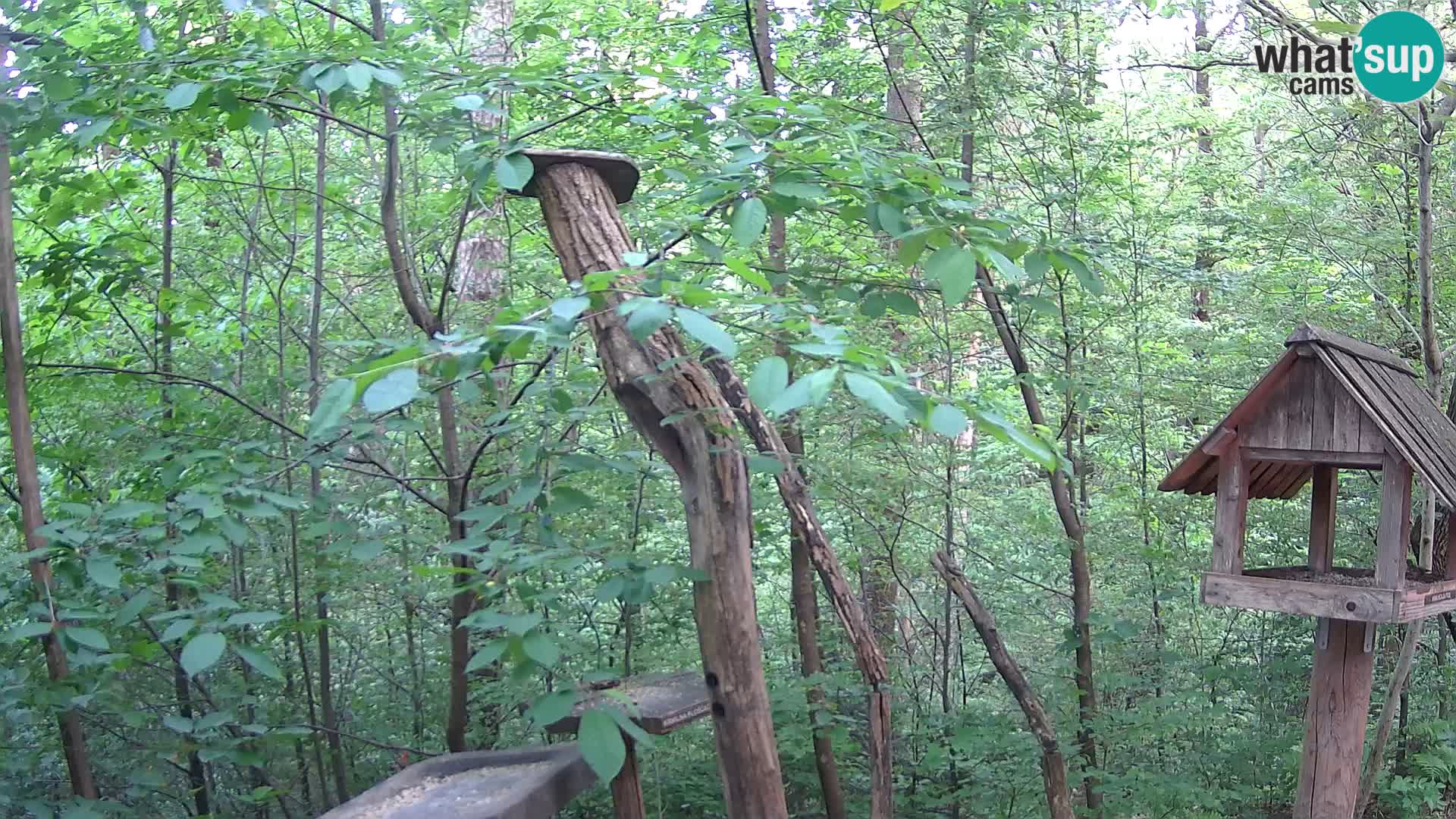 Krmilnice za ptiče v ZOO Ljubljana spletna kamera