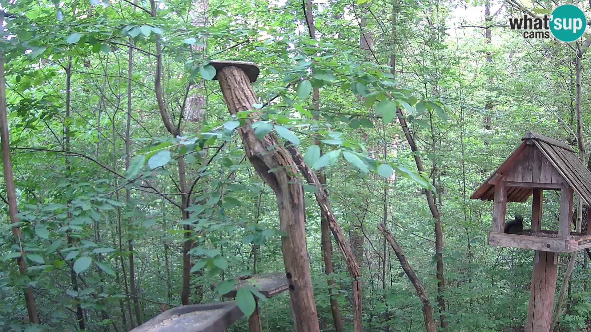 Vogelfutterhäuschen im ZOO webcam Ljubljana