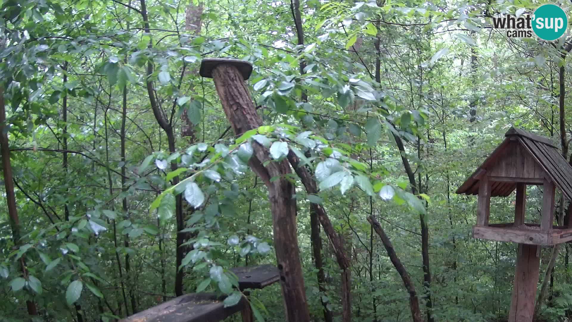 Bird feeders at ZOO Ljubljana webcam