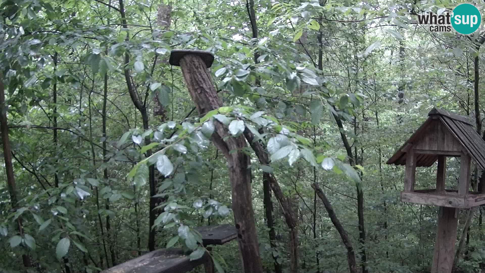 Hranilice za ptice u ZOO web kamera Ljubljana