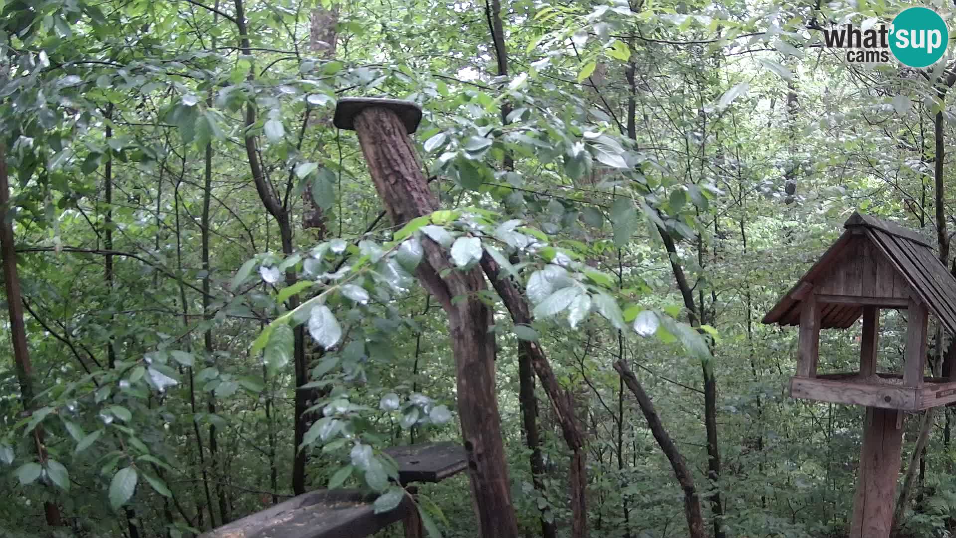 Vogelfutterhäuschen im ZOO webcam Ljubljana