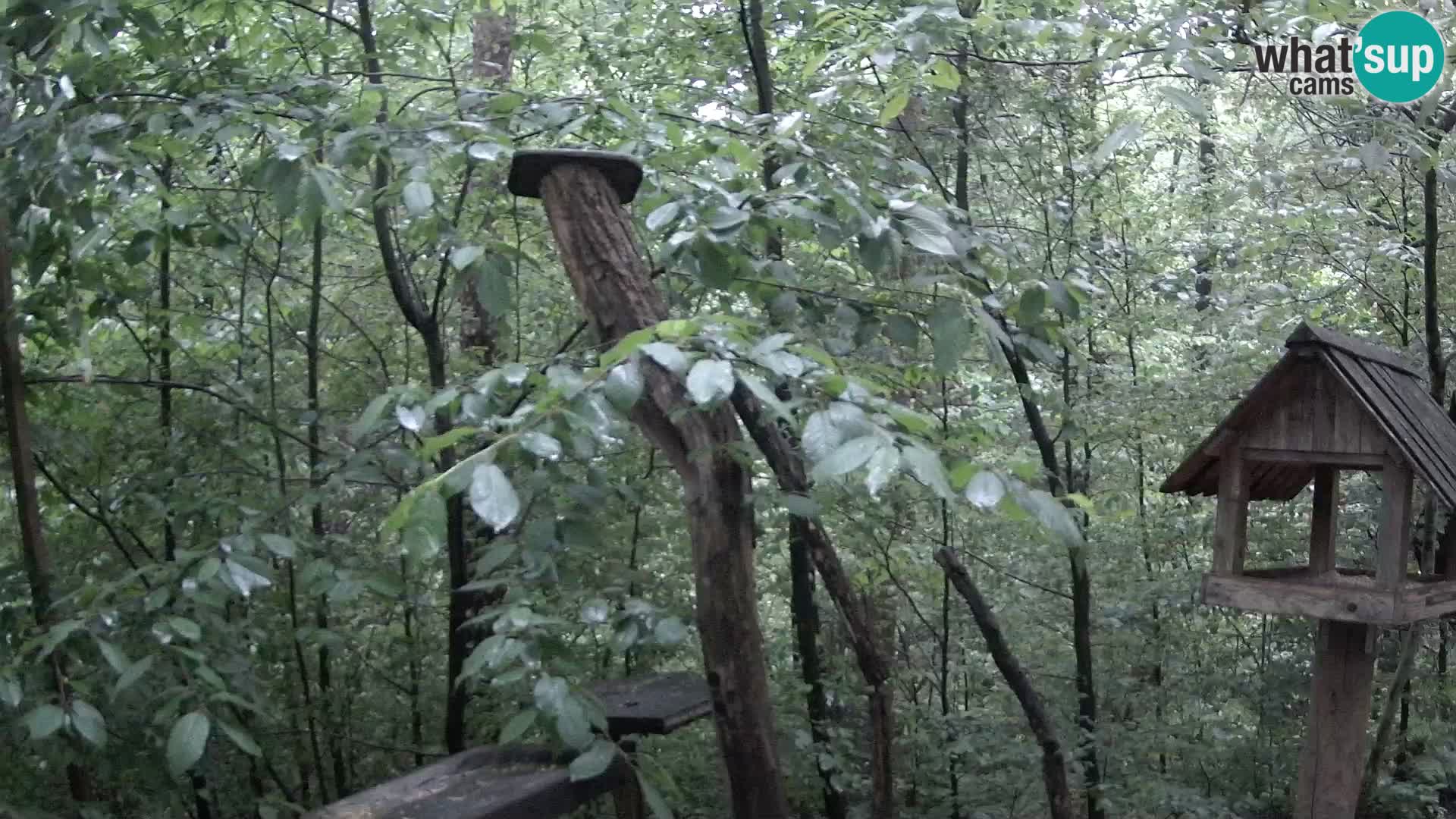Mangeoires pour oiseaux au ZOO live webcam Ljubljana