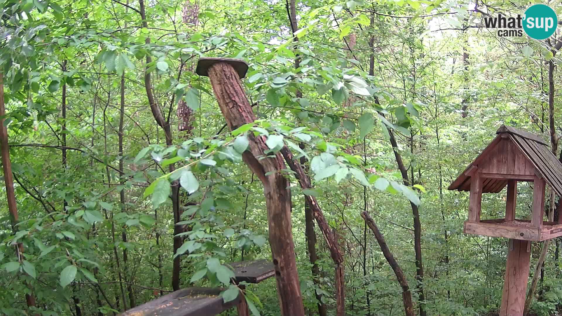 Bird feeders at ZOO Ljubljana webcam