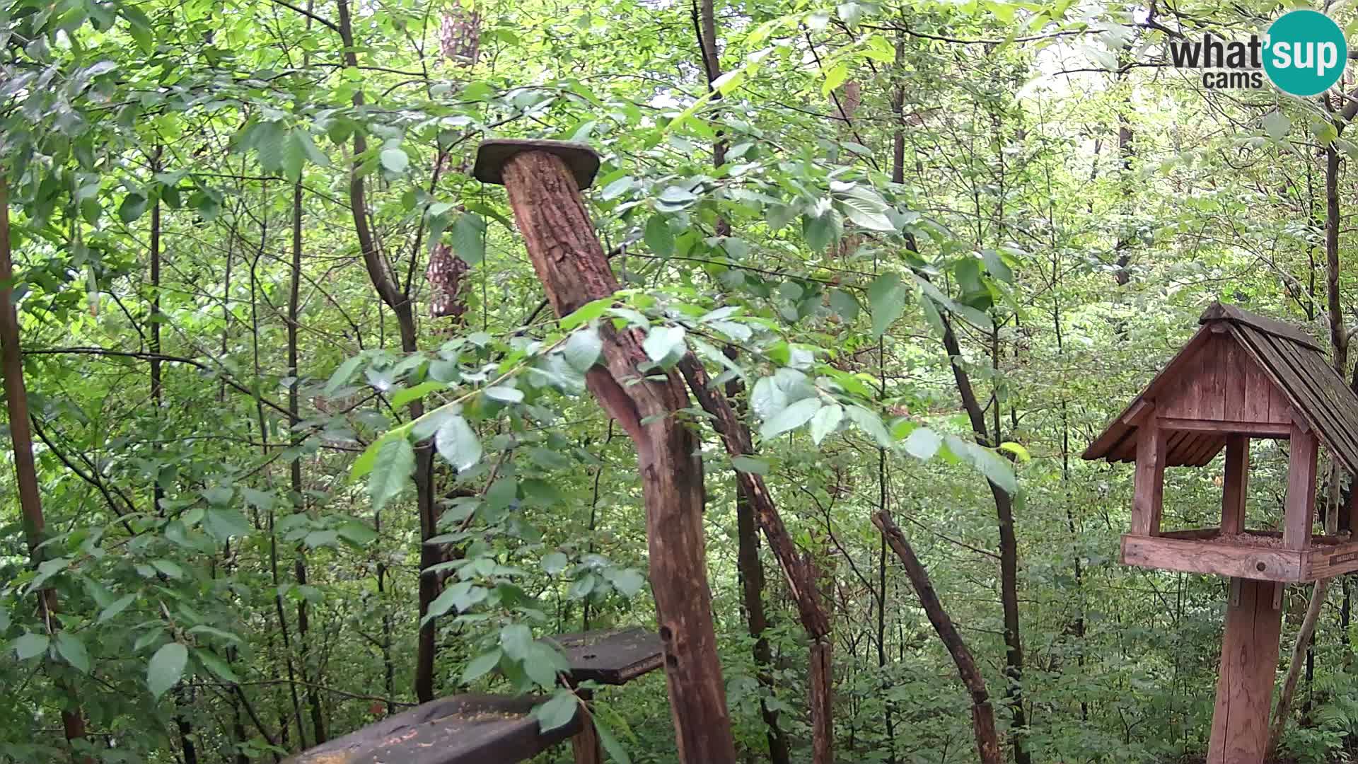 Bird feeders at ZOO Ljubljana webcam