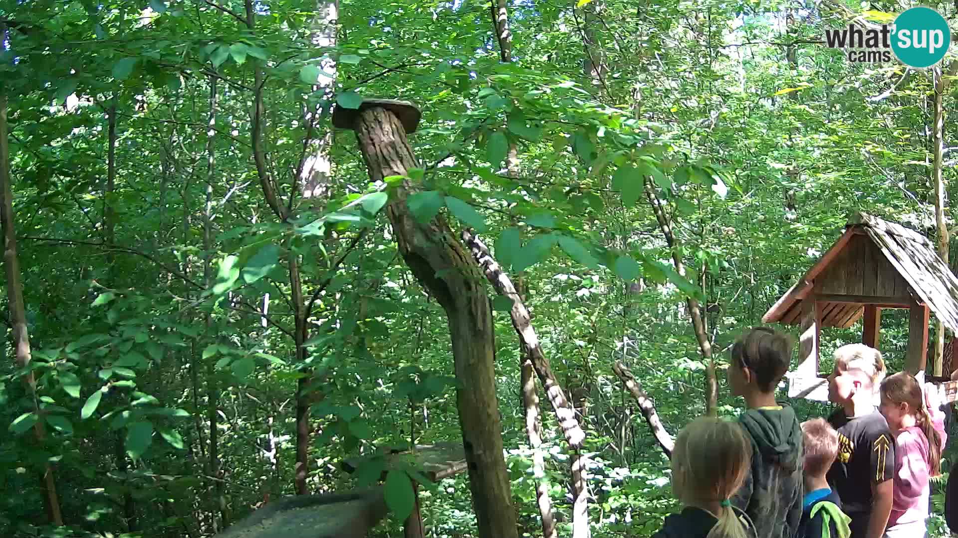 Mangeoires pour oiseaux au ZOO live webcam Ljubljana