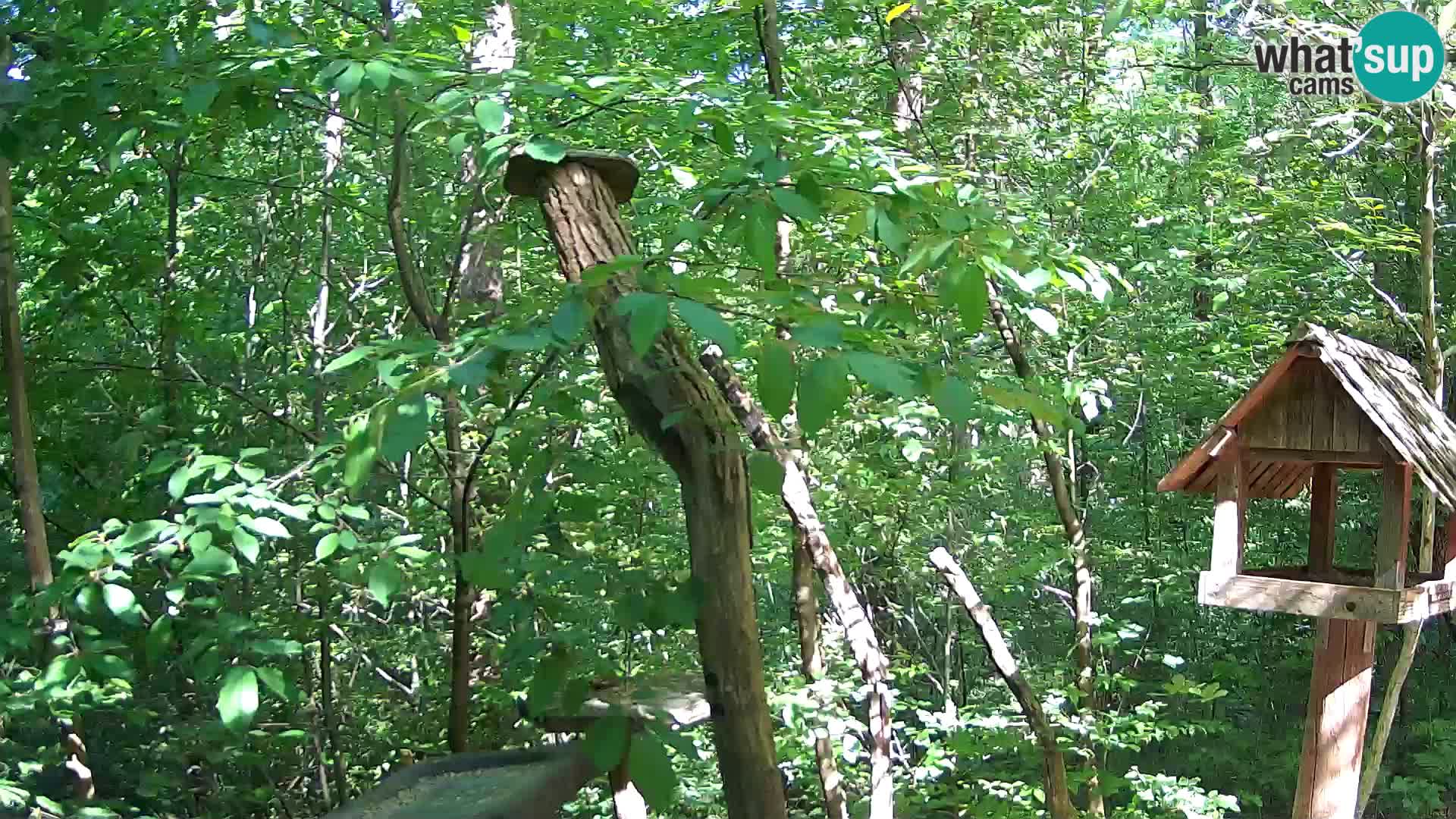Mangeoires pour oiseaux au ZOO live webcam Ljubljana