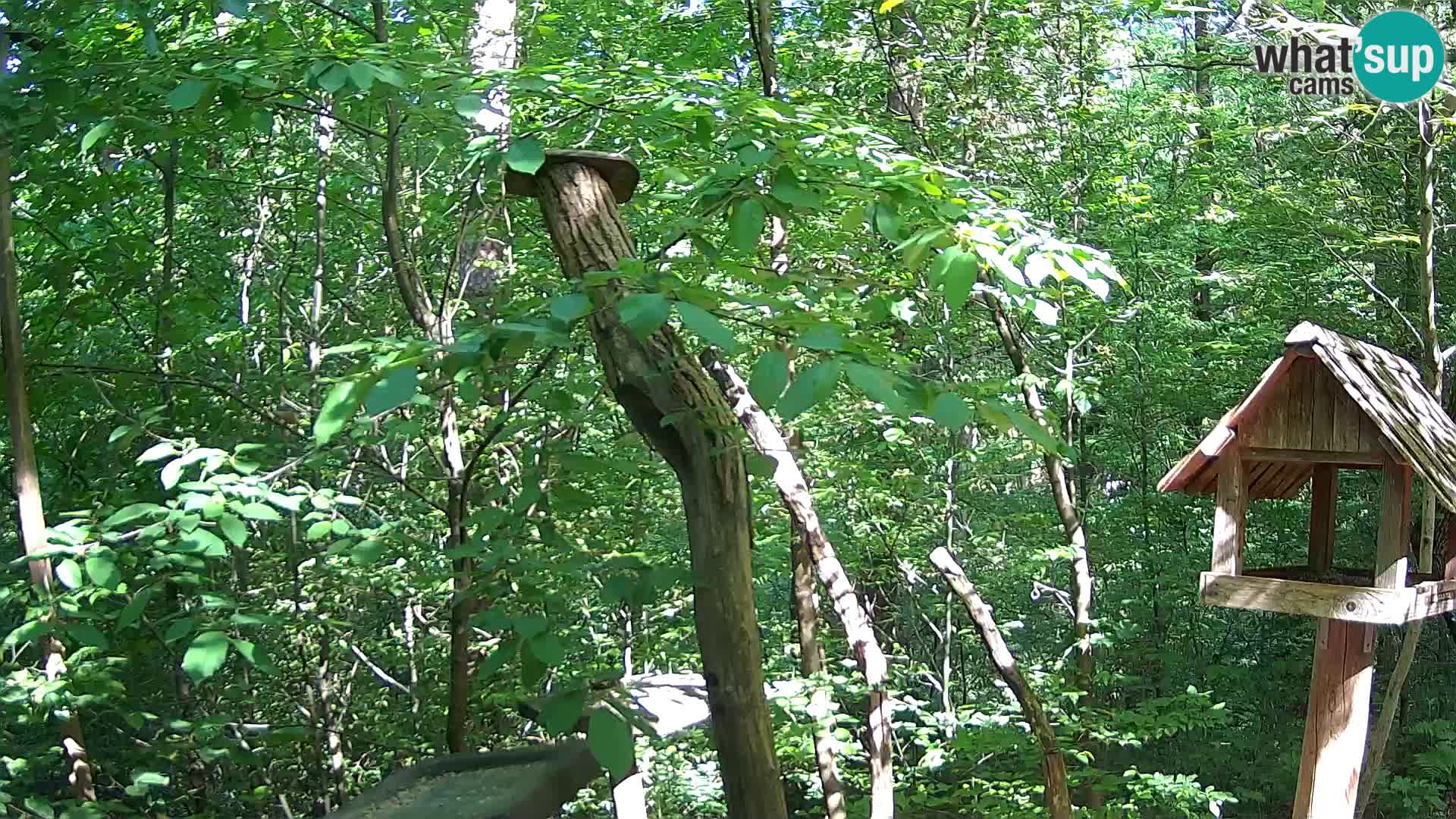 Mangiatoie per uccelli allo ZOO di Lubiana livecam