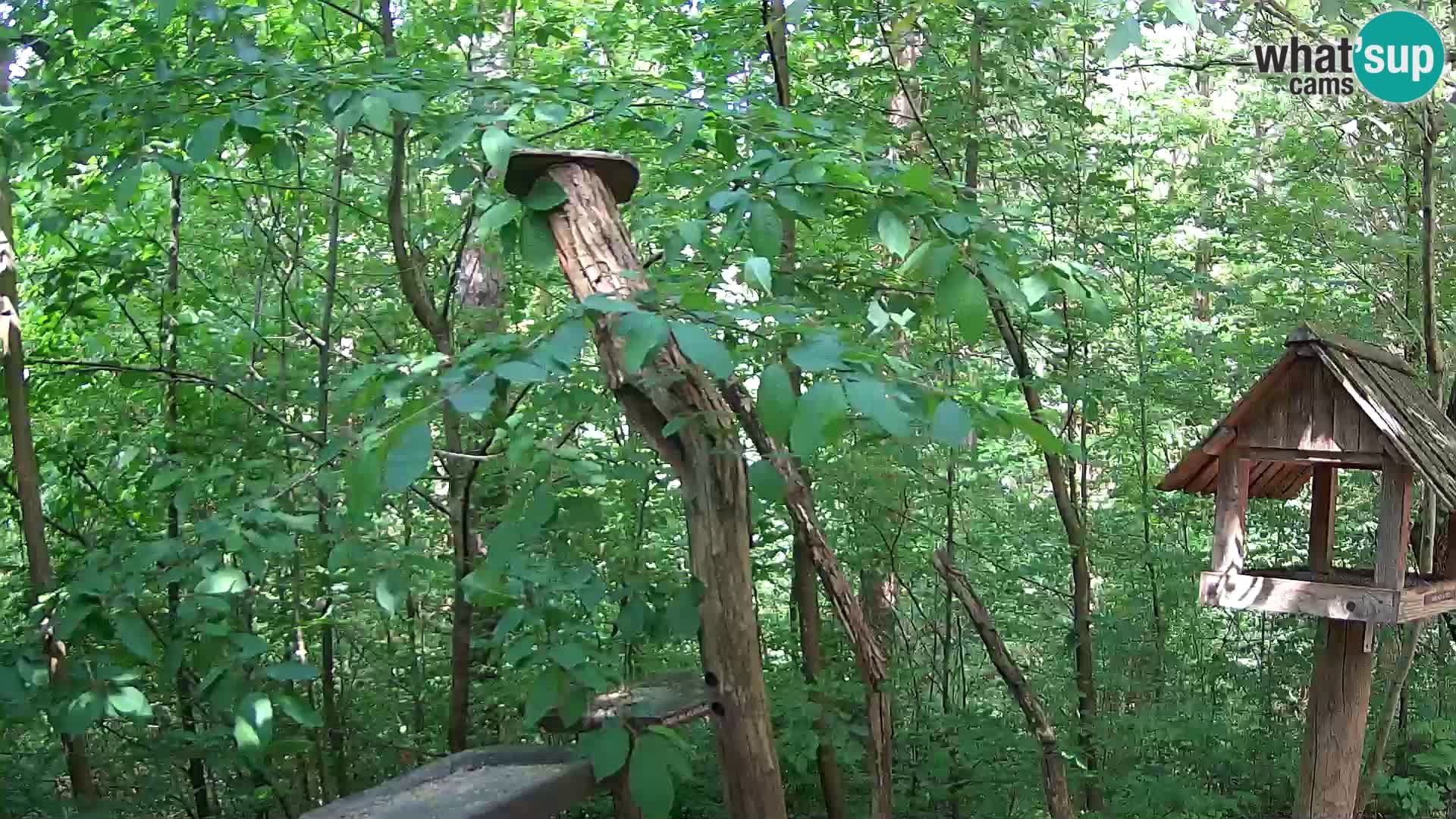 Bird feeders at ZOO Ljubljana webcam