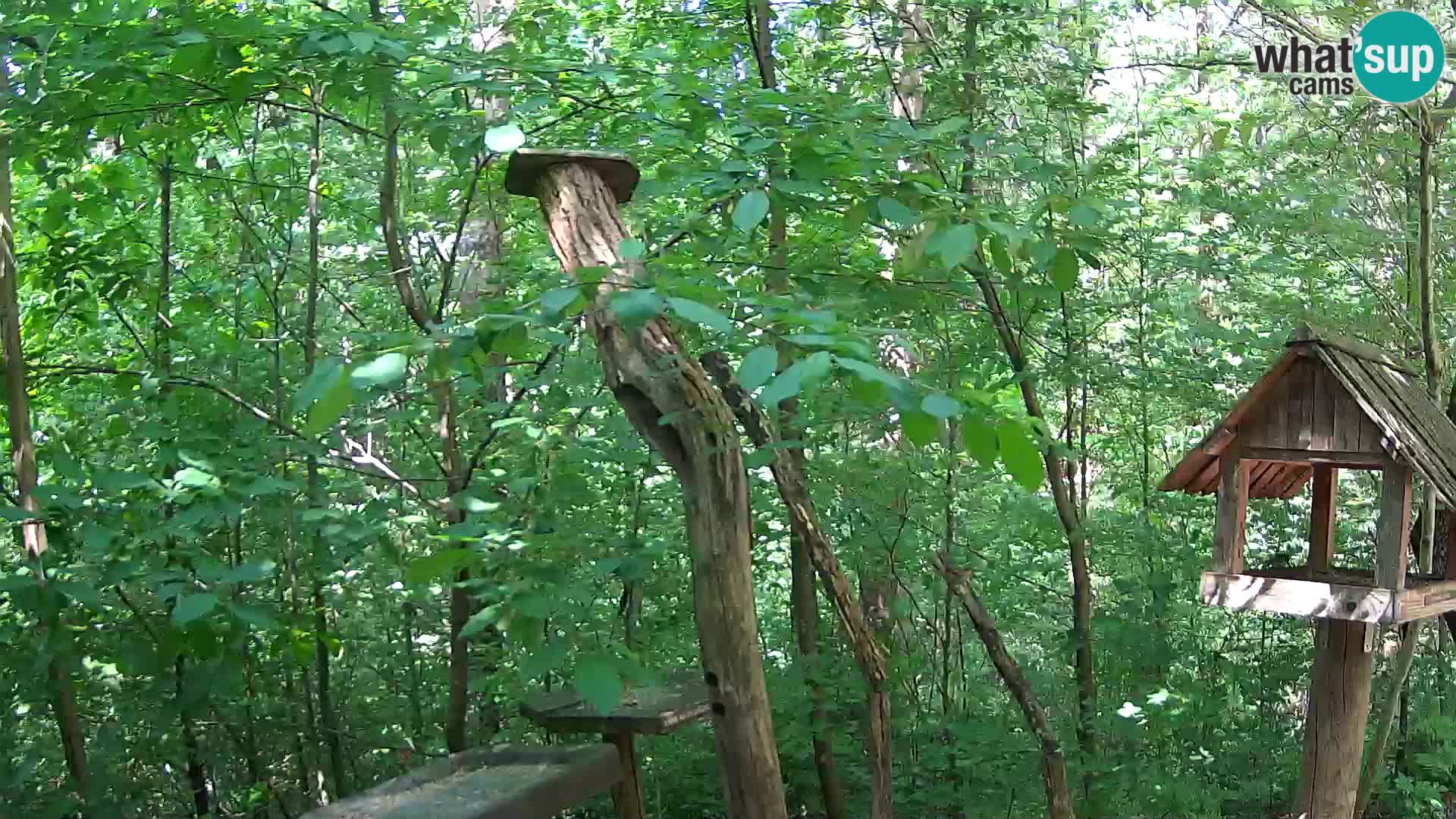Mangeoires pour oiseaux au ZOO live webcam Ljubljana