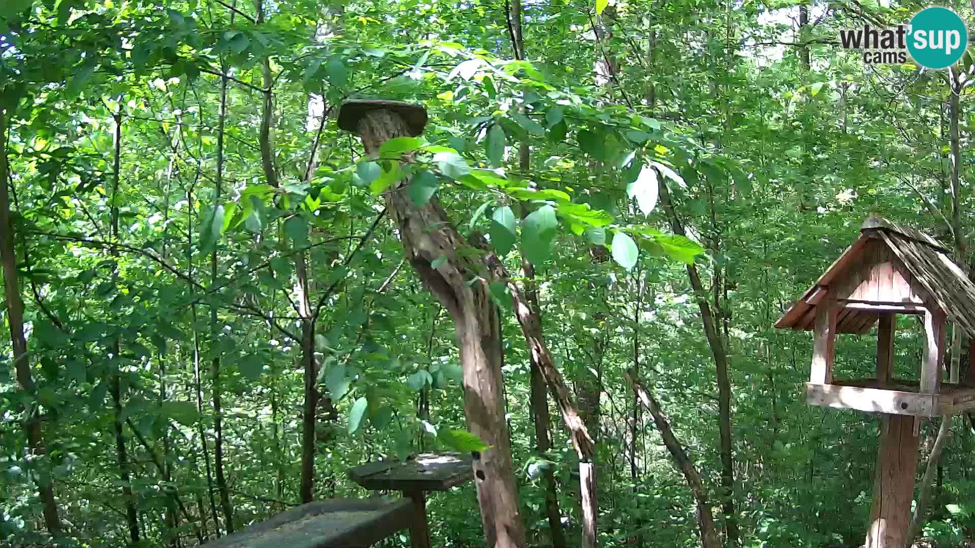 Krmilnice za ptiče v ZOO Ljubljana spletna kamera