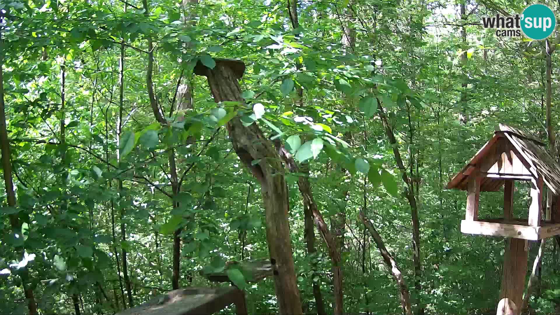 Bird feeders at ZOO Ljubljana webcam