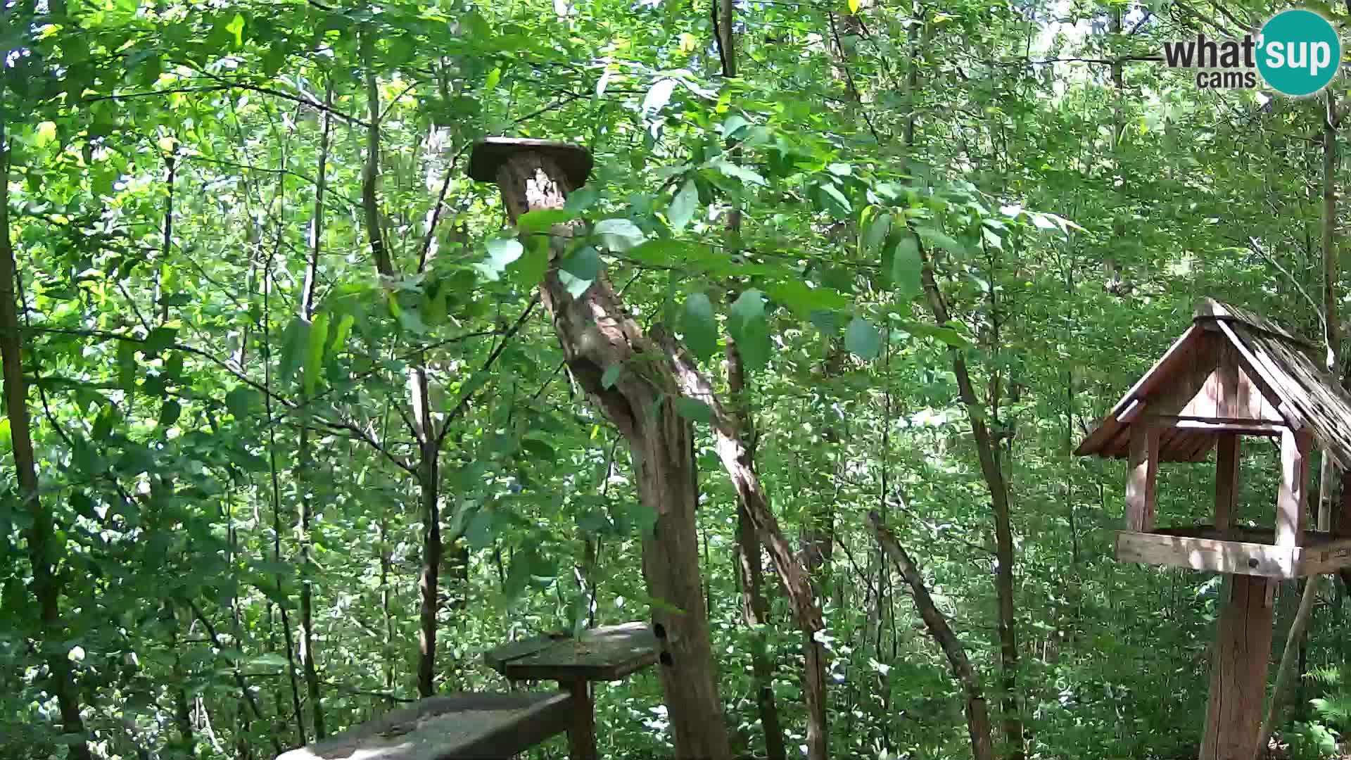 Bird feeders at ZOO Ljubljana webcam