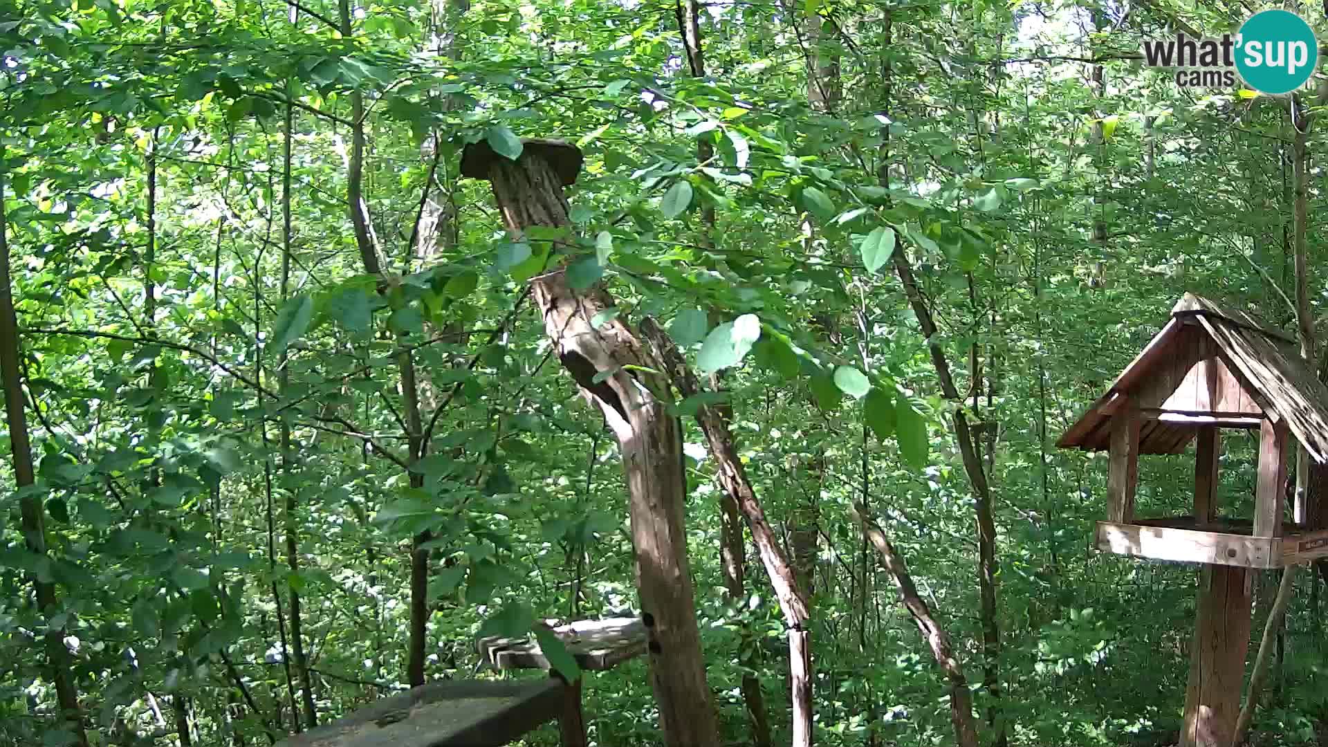 Krmilnice za ptiče v ZOO Ljubljana spletna kamera