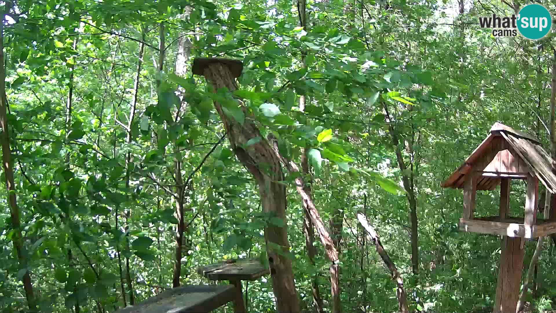 Bird feeders at ZOO Ljubljana webcam