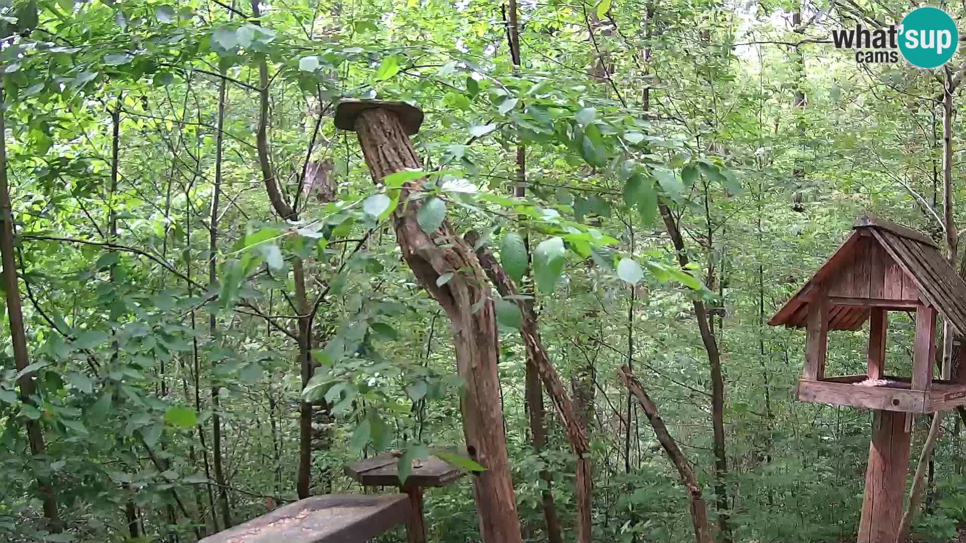 Krmilnice za ptiče v ZOO Ljubljana spletna kamera