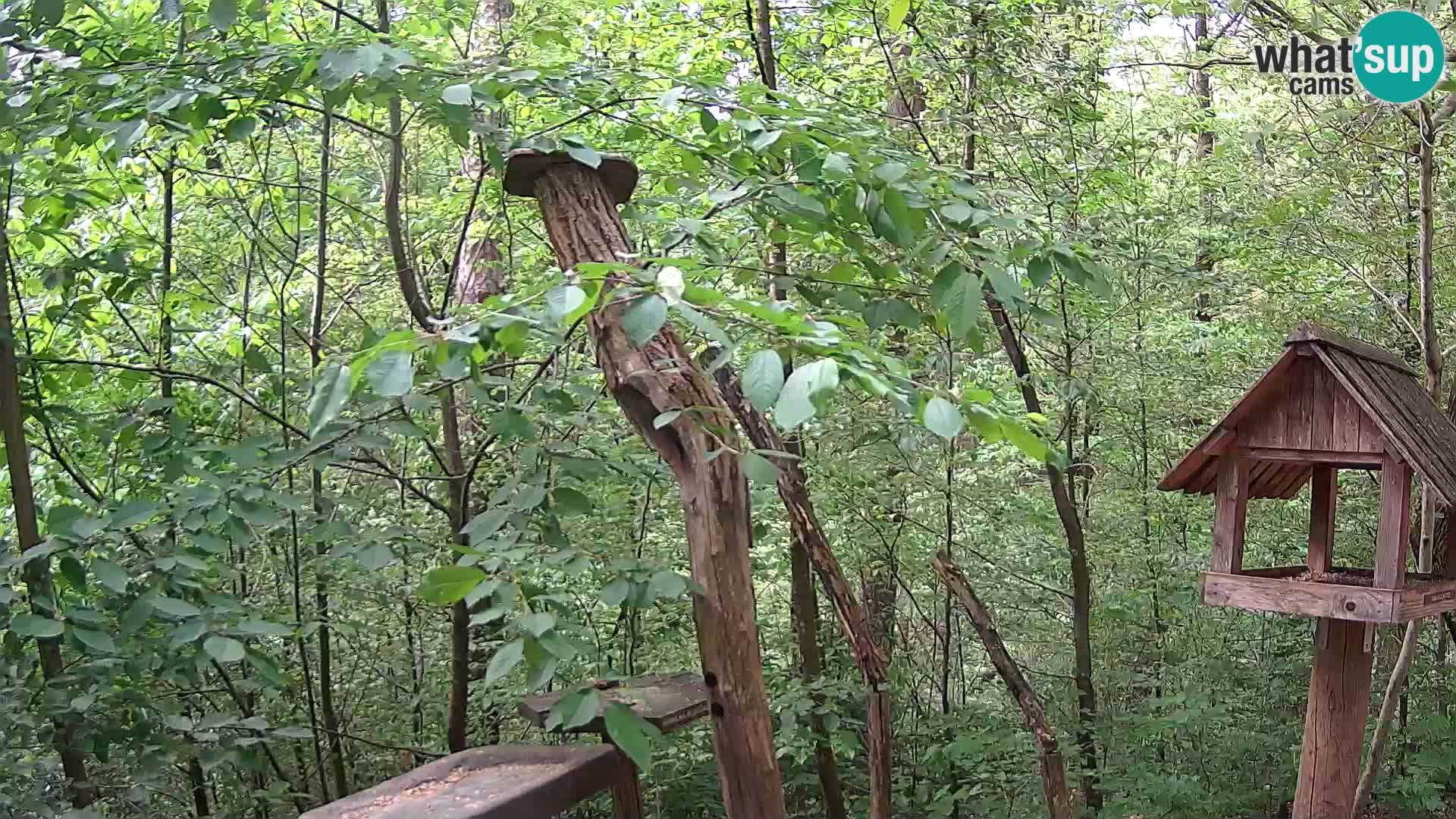 Mangiatoie per uccelli allo ZOO di Lubiana livecam