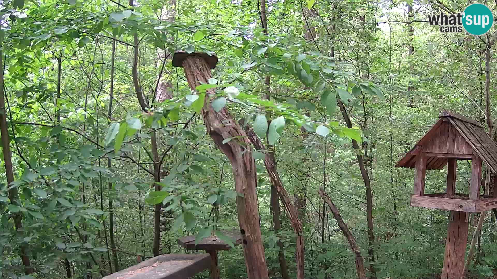 Bird feeders at ZOO Ljubljana webcam