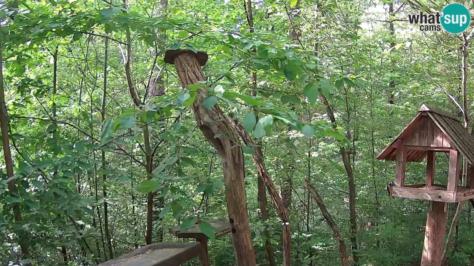 Mangiatoie per uccelli allo ZOO di Lubiana livecam