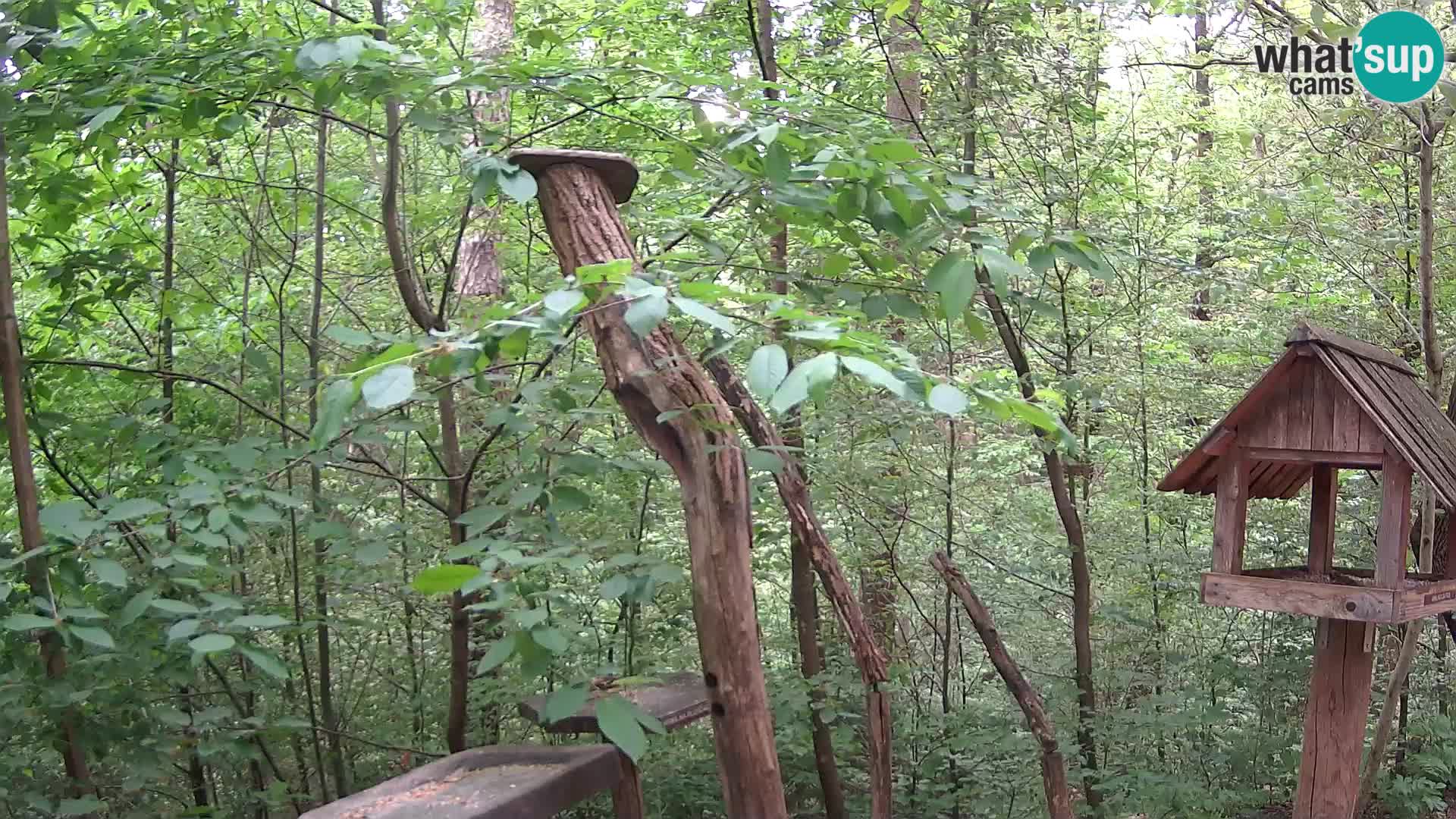 Mangeoires pour oiseaux au ZOO live webcam Ljubljana