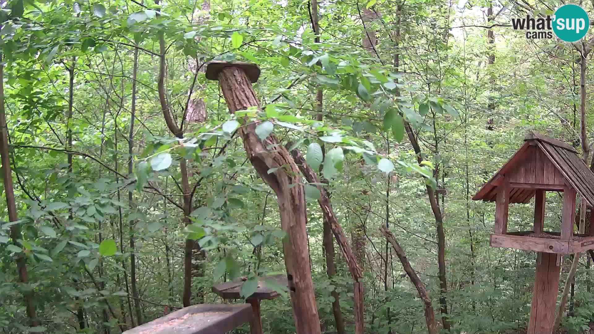 Krmilnice za ptiče v ZOO Ljubljana spletna kamera