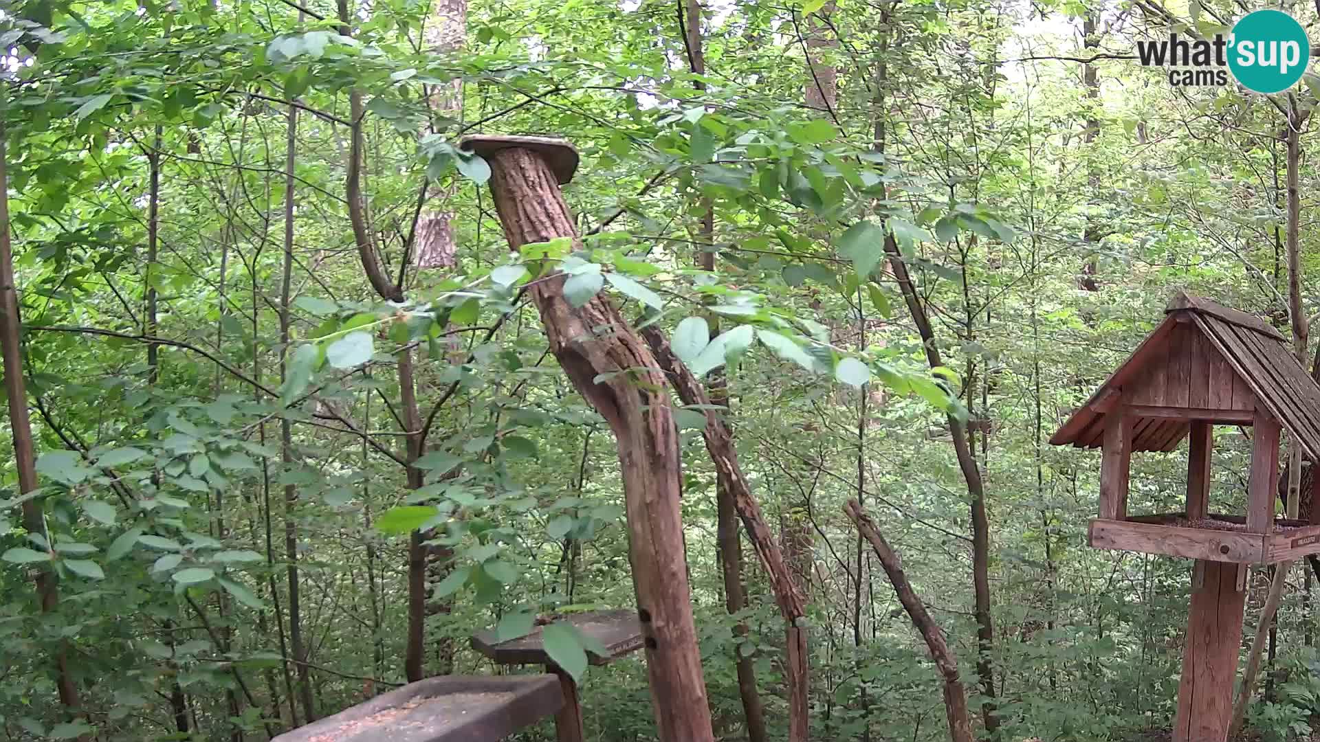 Mangeoires pour oiseaux au ZOO live webcam Ljubljana