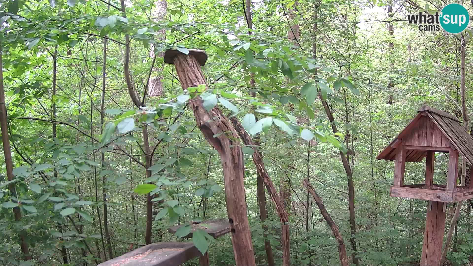 Bird feeders at ZOO Ljubljana webcam