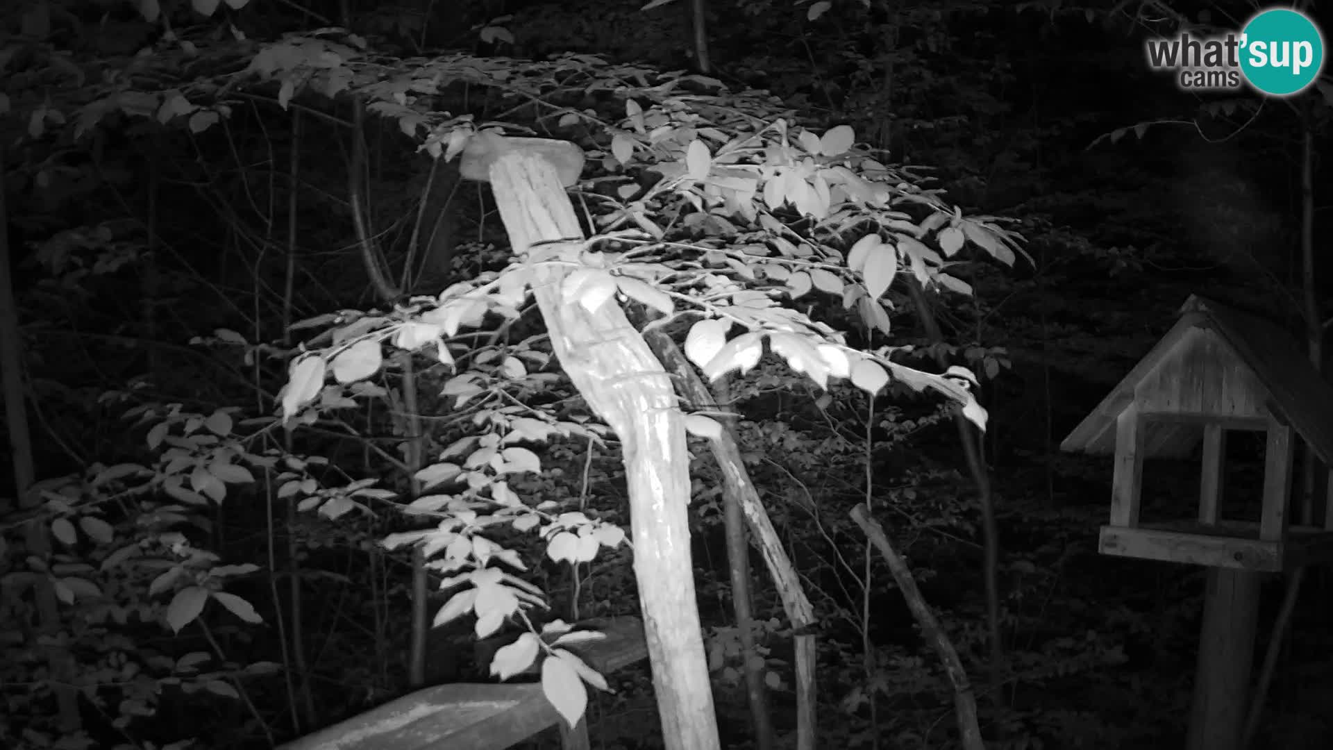 Bird feeders at ZOO Ljubljana webcam