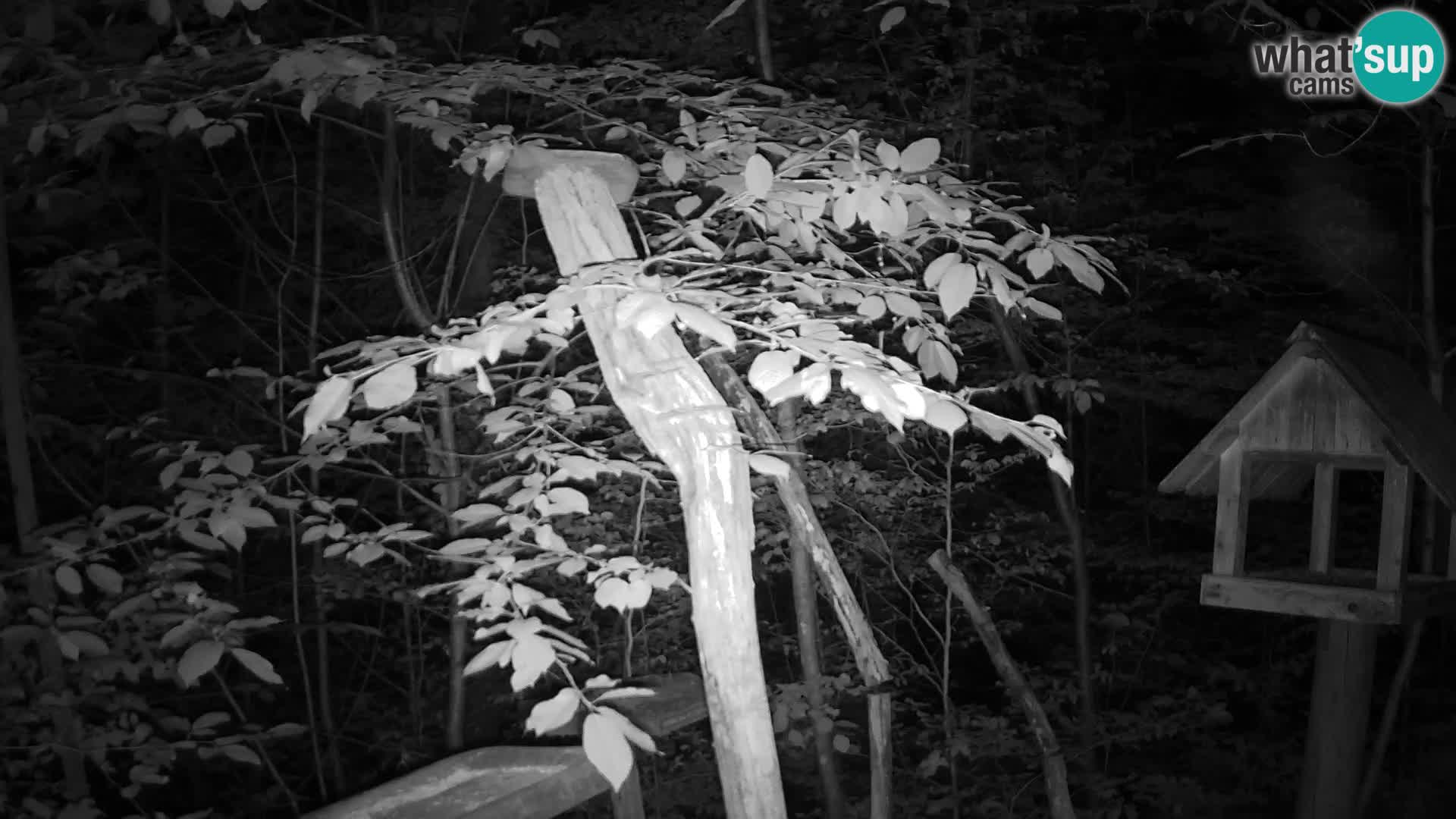 Mangeoires pour oiseaux au ZOO live webcam Ljubljana