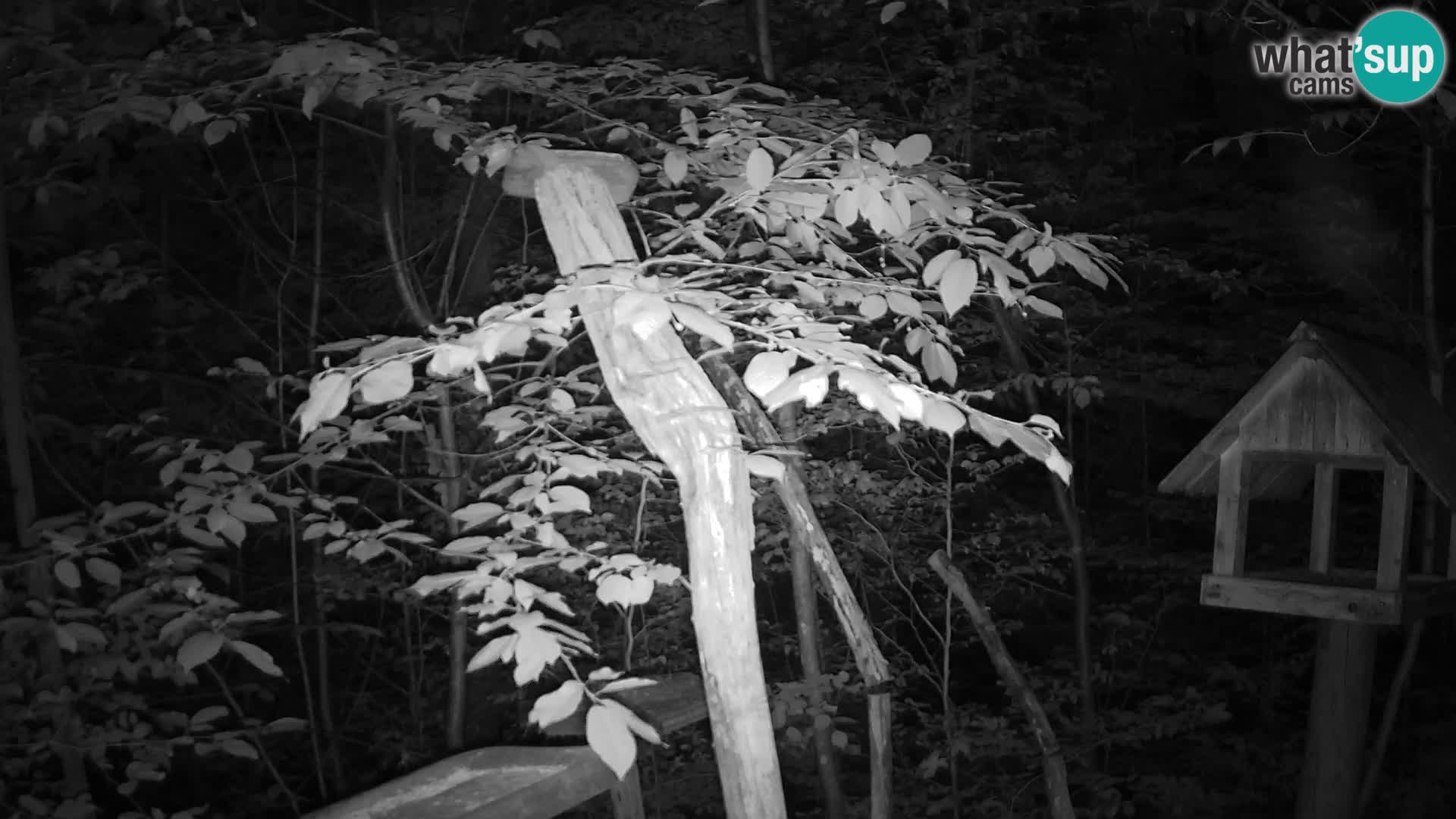 Mangeoires pour oiseaux au ZOO live webcam Ljubljana