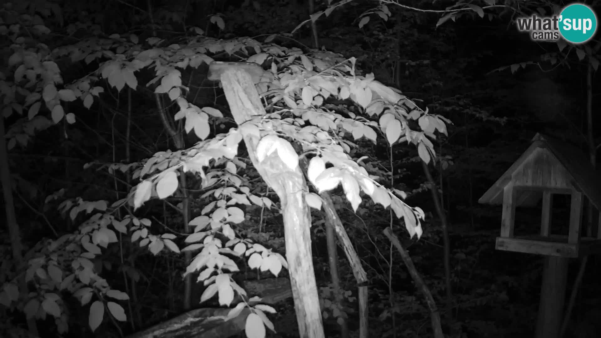 Mangiatoie per uccelli allo ZOO di Lubiana livecam