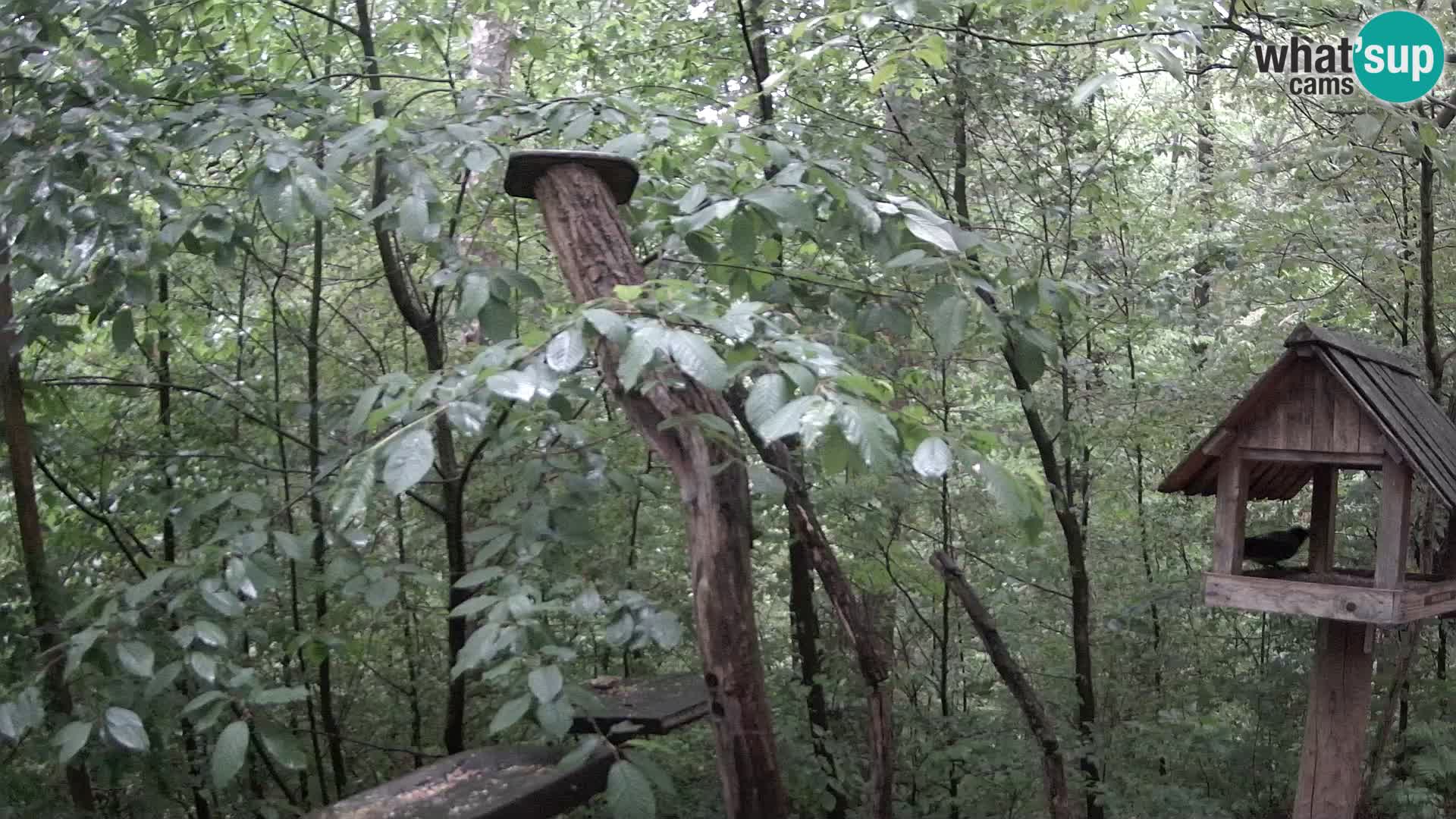 Mangiatoie per uccelli allo ZOO di Lubiana livecam
