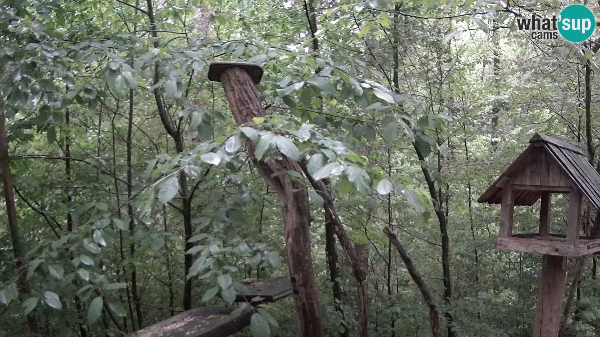 Krmilnice za ptiče v ZOO Ljubljana spletna kamera