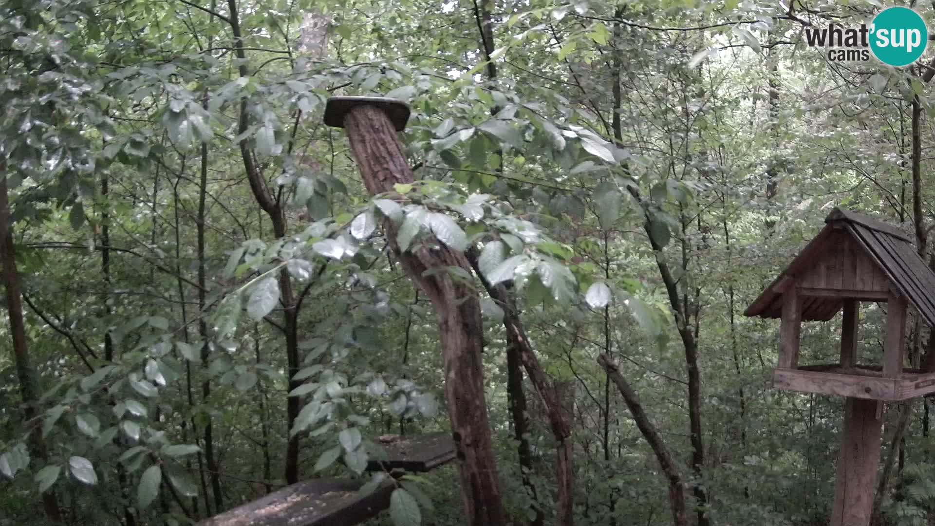 Mangeoires pour oiseaux au ZOO live webcam Ljubljana