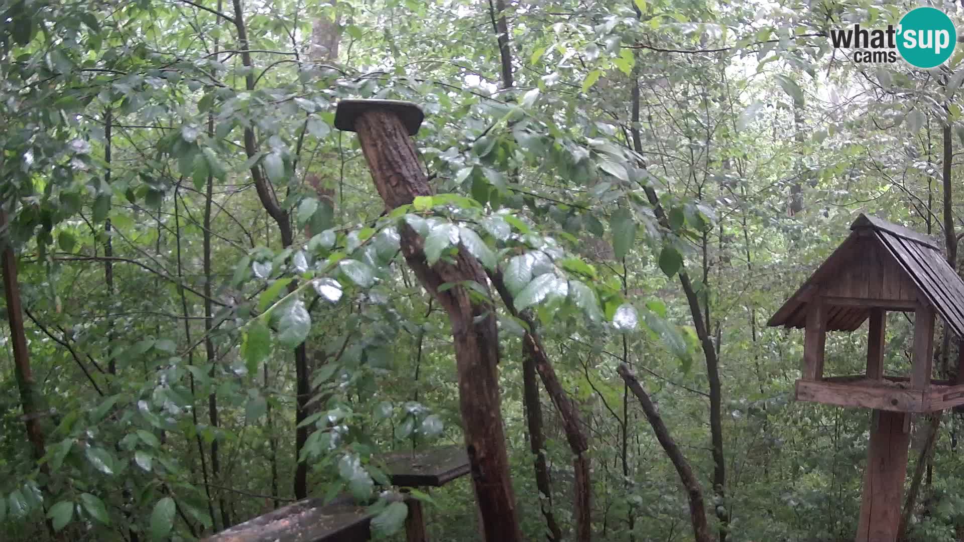 Hranilice za ptice u ZOO web kamera Ljubljana