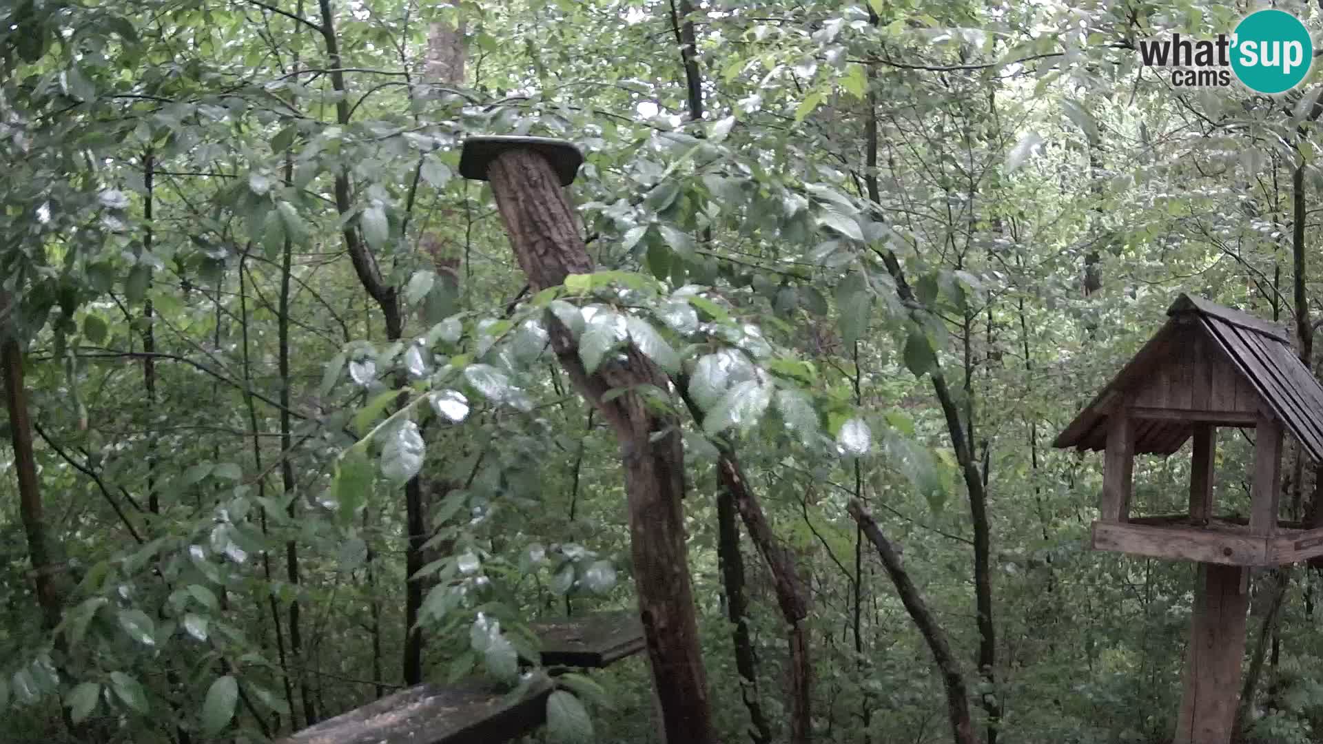 Bird feeders at ZOO Ljubljana webcam