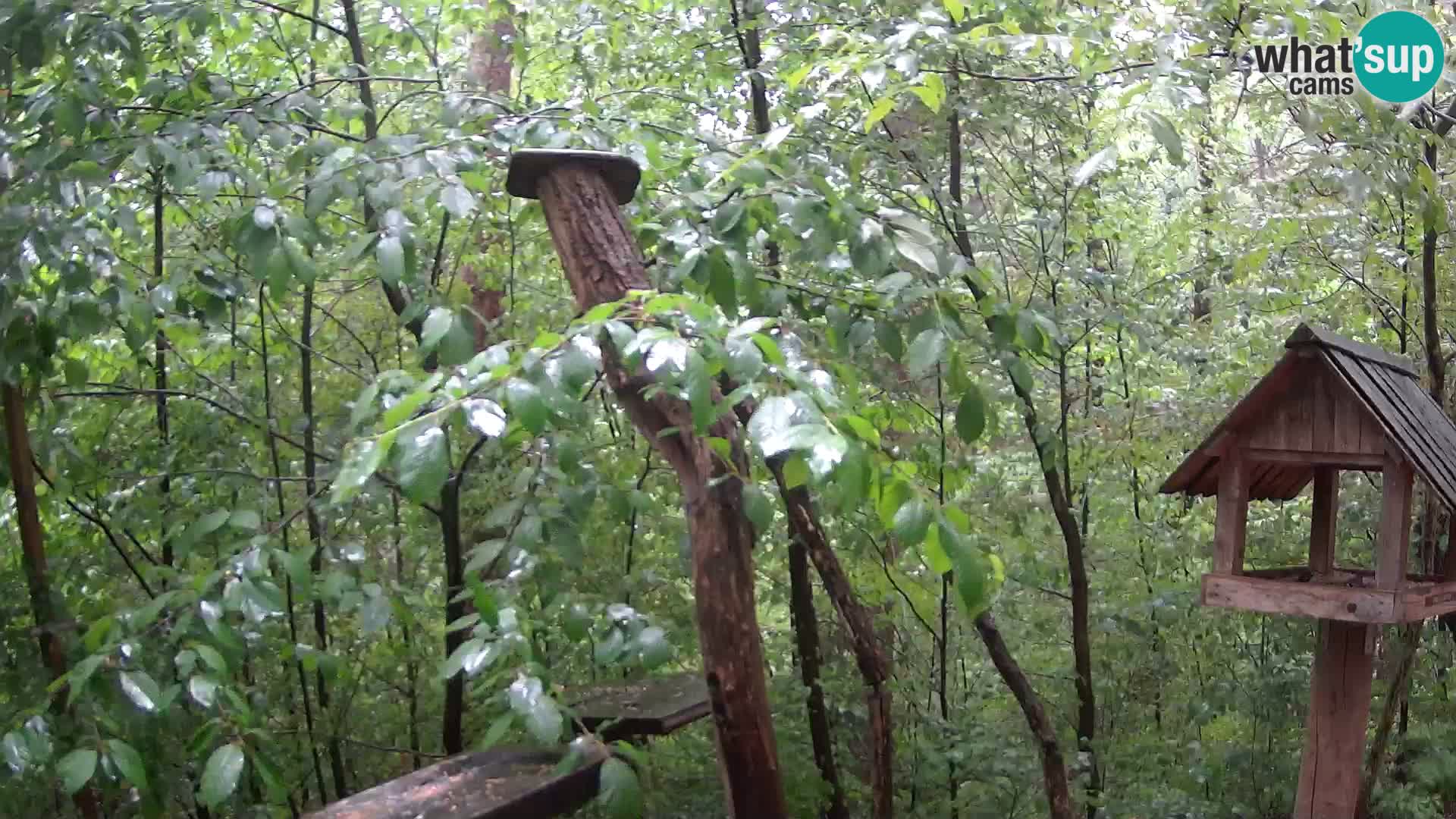 Comederos para pájaros en ZOO Ljubljana camera en vivo