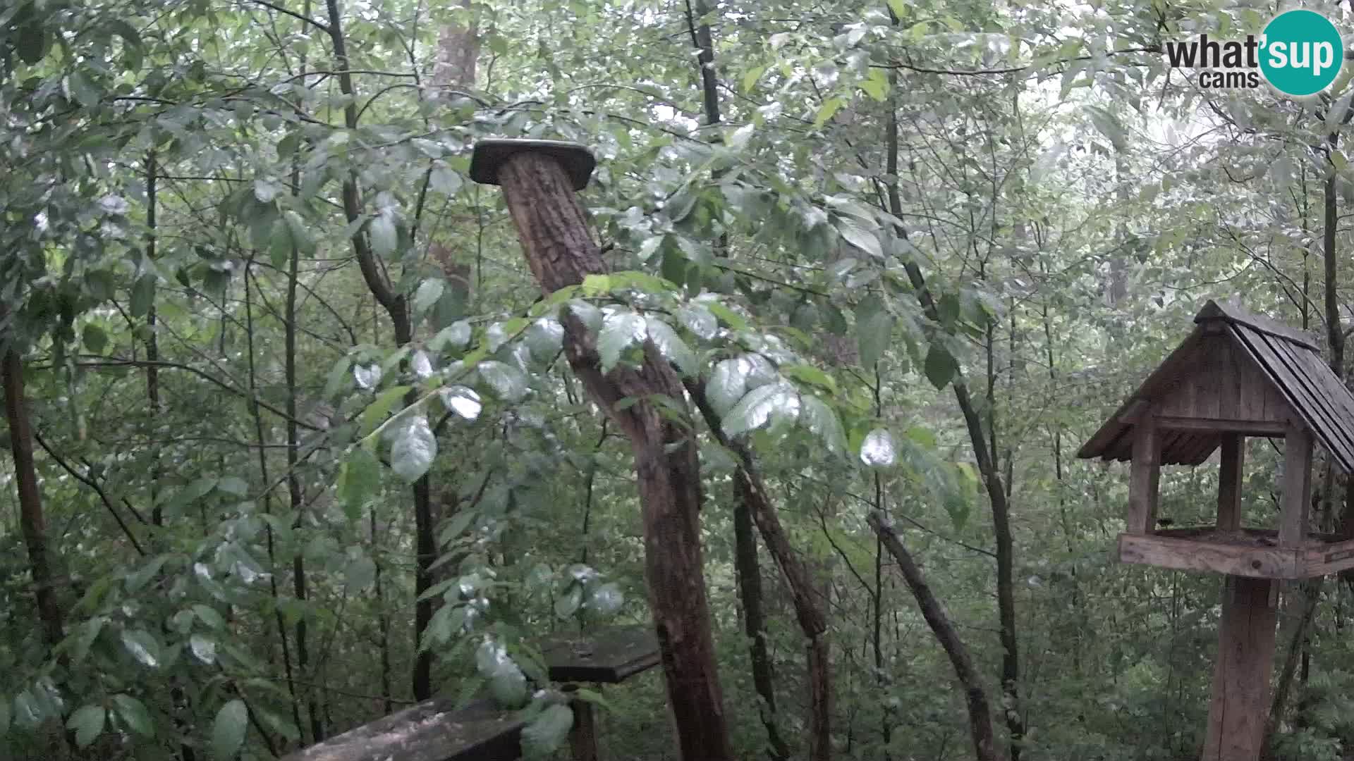 Comederos para pájaros en ZOO Ljubljana camera en vivo