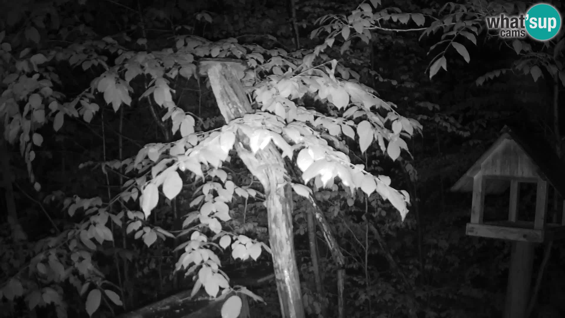Bird feeders at ZOO Ljubljana webcam