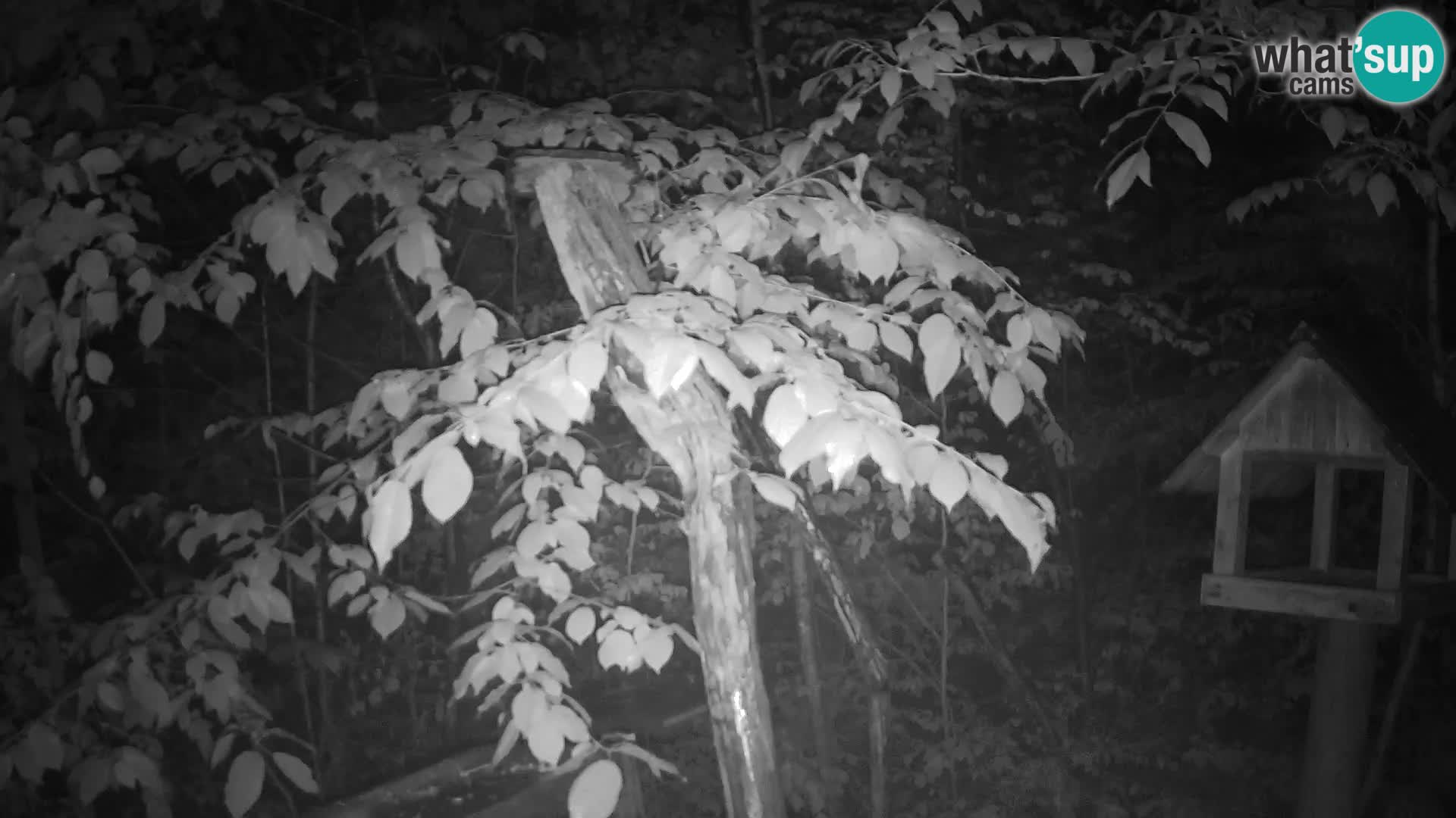 Mangeoires pour oiseaux au ZOO live webcam Ljubljana